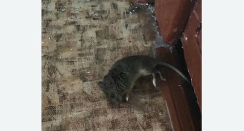 Дезинфекция от мышей в Семилуках