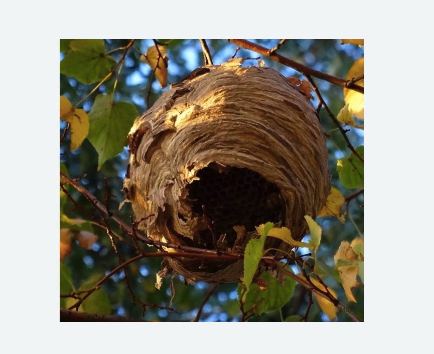 Обработка от шершней в Семилуках