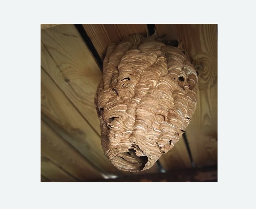 обработка от шершней в Семилуках