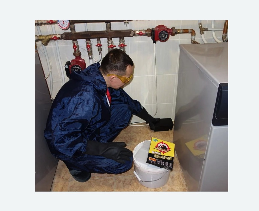 Уничтожение крыс в Семилуках